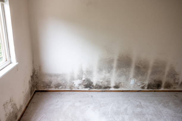 Environmental Consulting for Mold Prevention